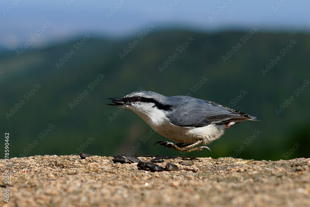 gray bird nuthatch in a jump with a seed in its beak gray bird nuthatch in a jump with a seed in its beak
