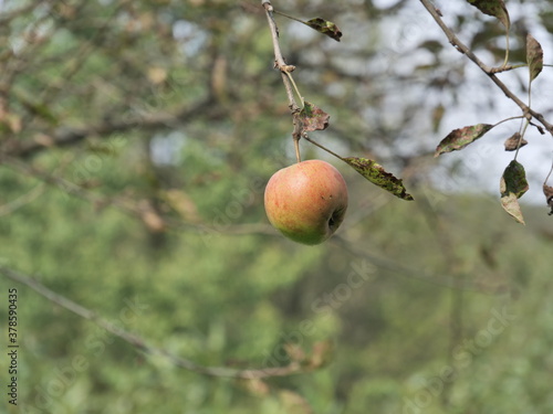 apples on tree
