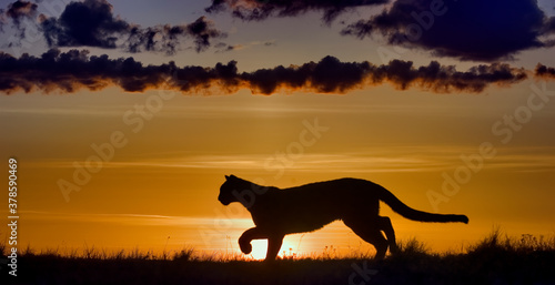 Cougar silhouetted against dawn sky