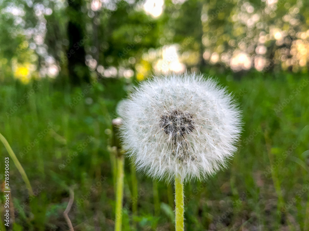 White fluffy dandelion on a green meadow. White fluffy dandelion on a green meadow.