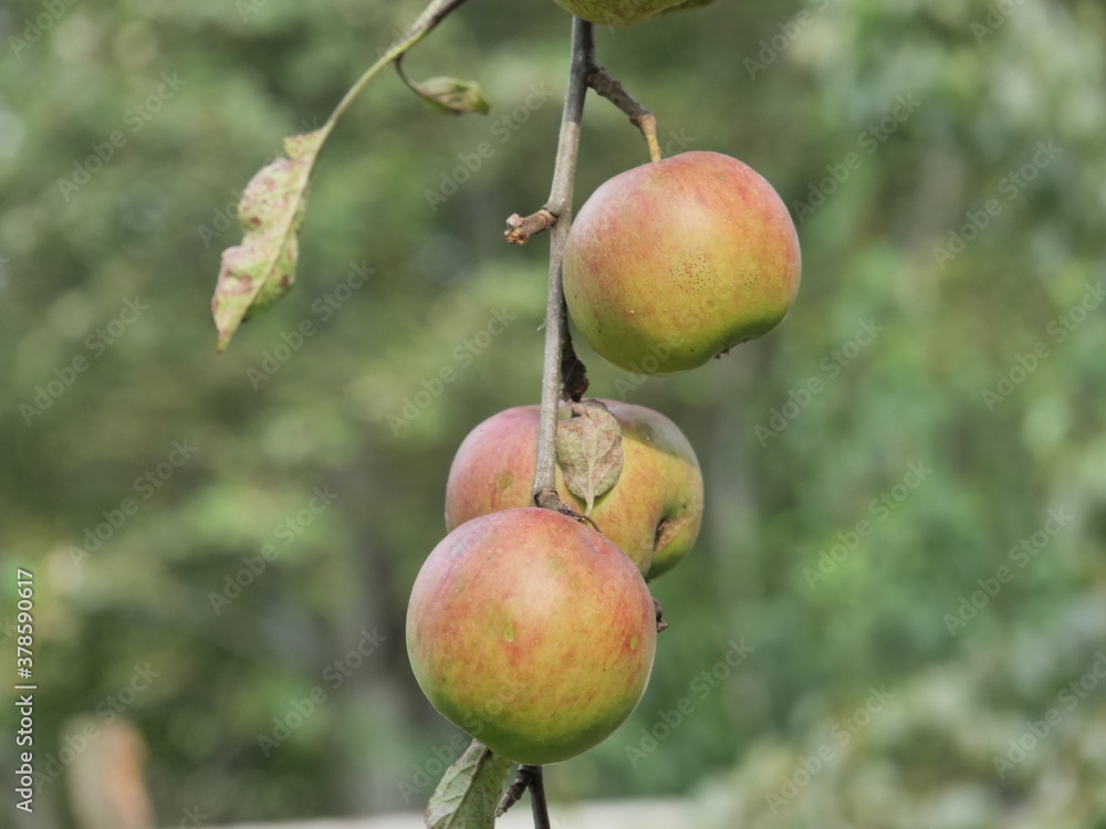 apples on tree apples on tree