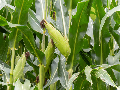 Close up of fresh plump ripe green ears of corn growing in a farmer's field ready to harvest