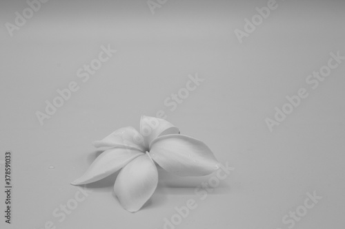 Fototapeta Naklejka Na Ścianę i Meble -  Plumeria flower - Hawaii, black and white