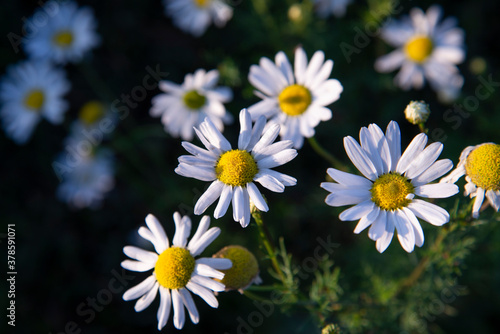 Close-up of white daisies in a green field in summer.