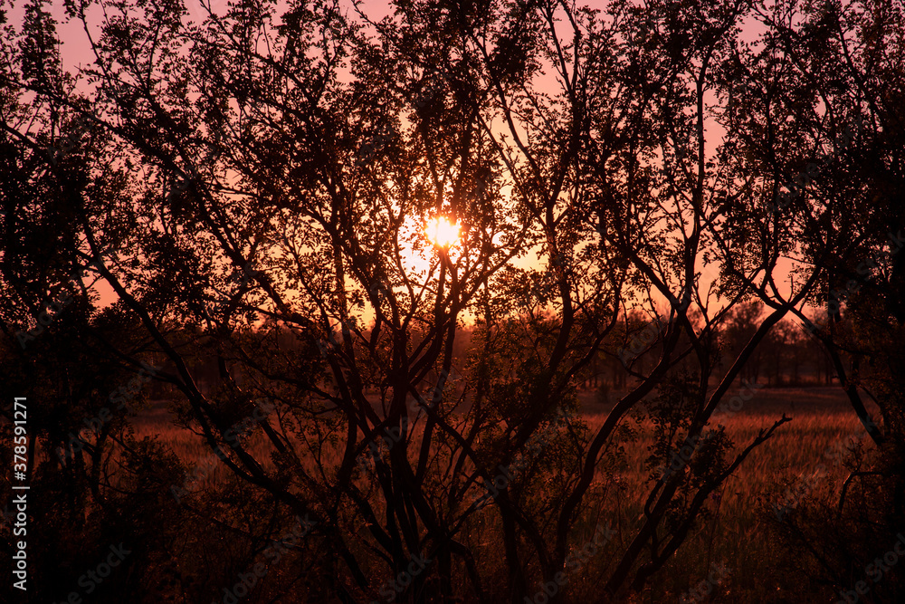 Dark silhouettes of intertwining tree branches against a red sunset. Mystical background. Dark silhouettes of intertwining tree branches against a red sunset. Mystical background.