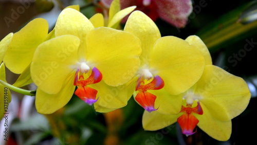 Orquídeas  venezolanas