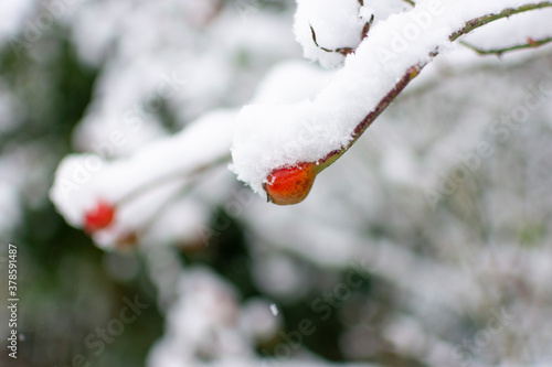 Winter Berries in the Snow