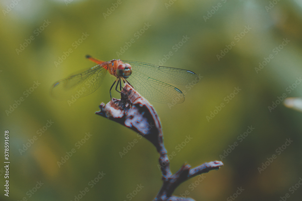 Red dragonfly standing on the tip of the stick
