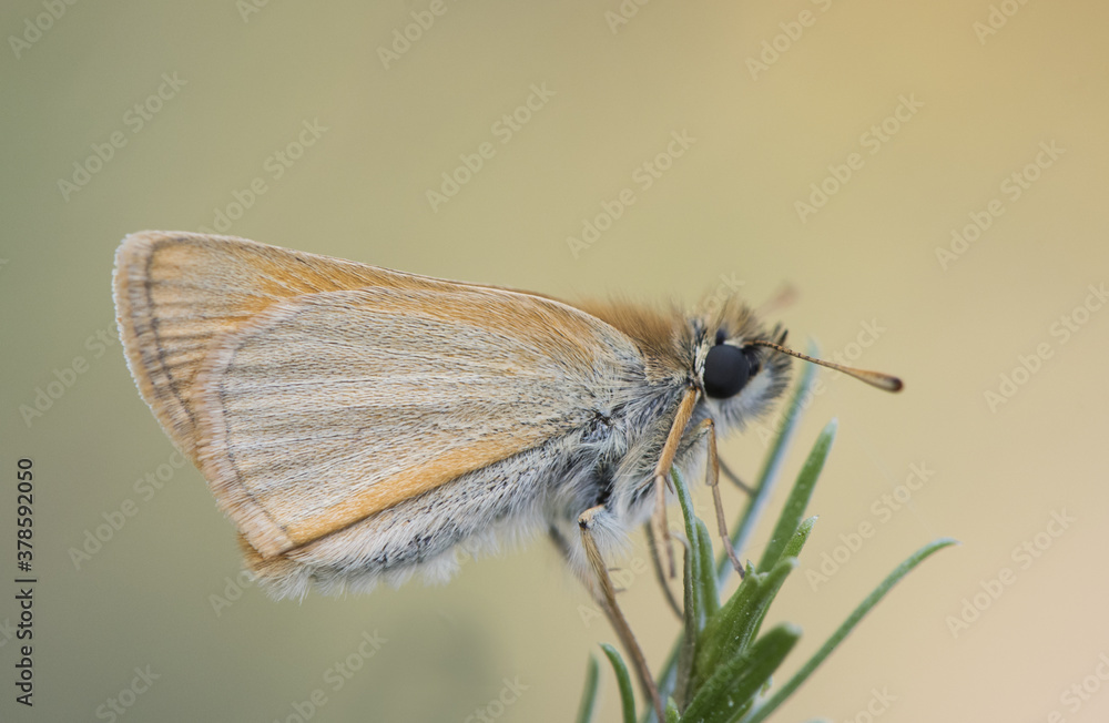 Obraz premium Thymelicus species Lulworth skipper small diurnal butterfly of the family Hesperidae of orange brown color perched on a plant on a uniform green background