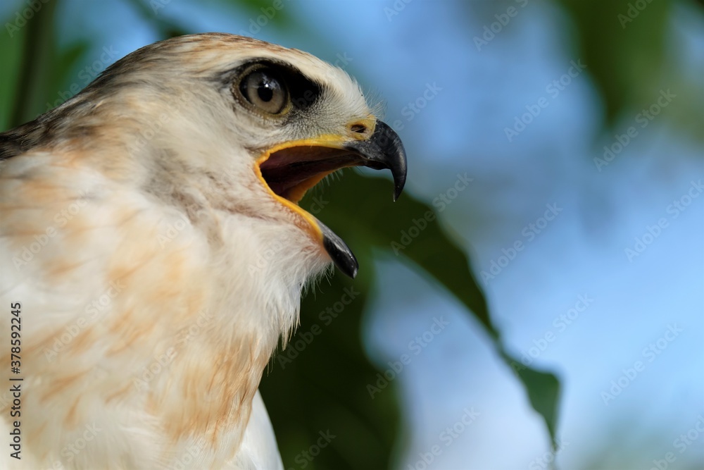Obraz premium The Sulawesi hawk-eagle Chicks, also known as Celebes hawk-eagle or Nisaetus lanceolatus.
