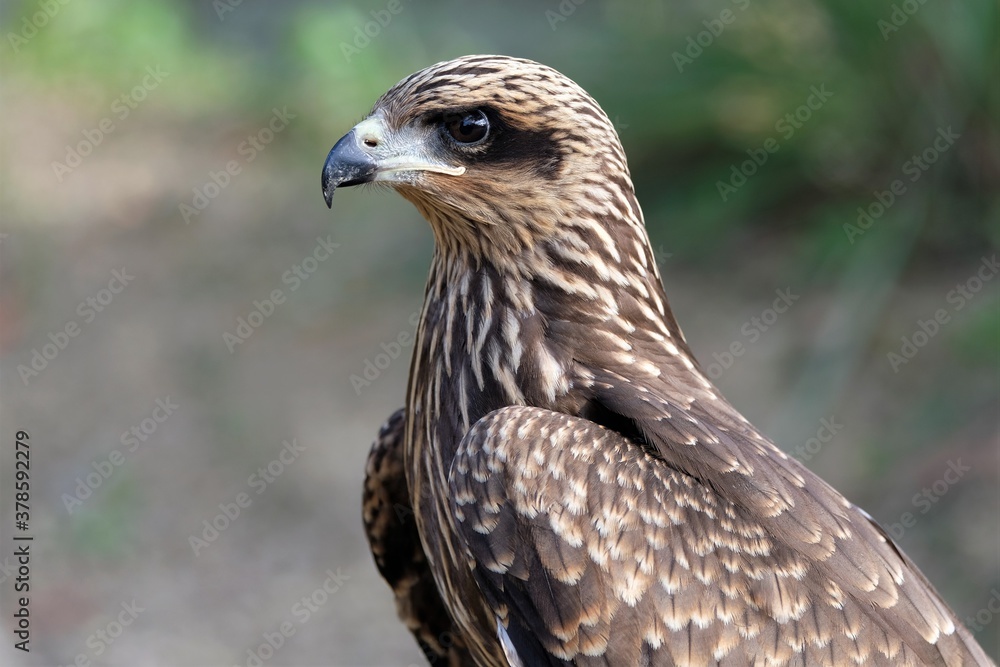 The brown goshawk (Accipiter fasciatus) is a medium-sized bird of prey in the family Accipitridae The brown goshawk (Accipiter fasciatus) is a medium-sized bird of prey in the family Accipitridae