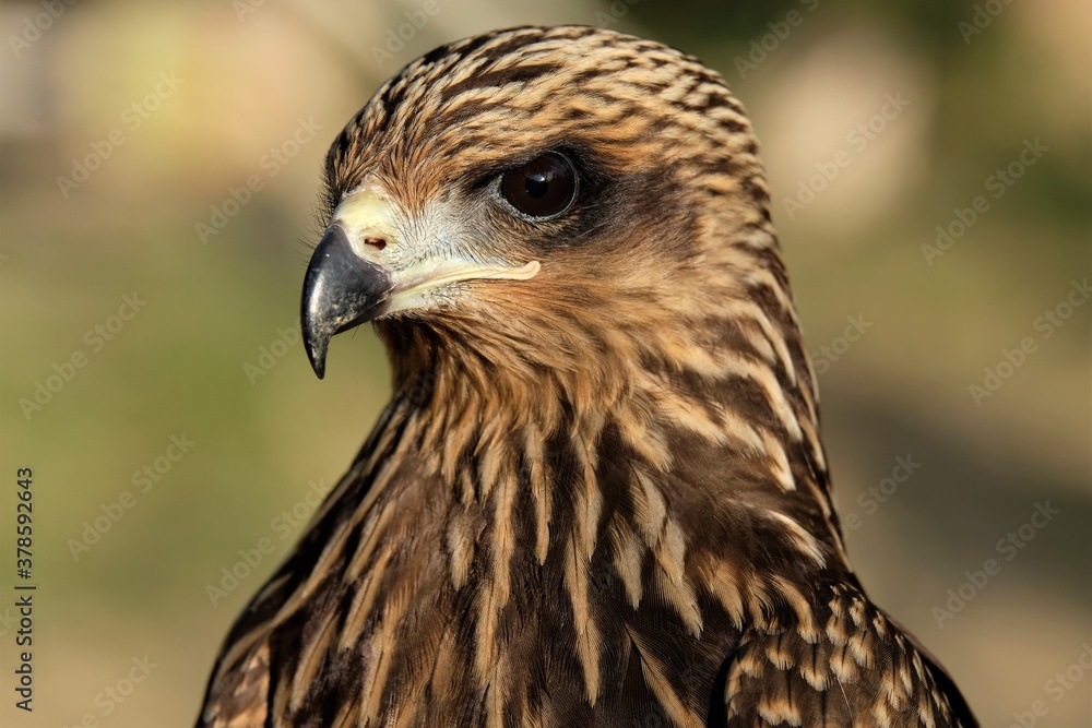 Obraz premium The brown goshawk (Accipiter fasciatus) is a medium-sized bird of prey in the family Accipitridae