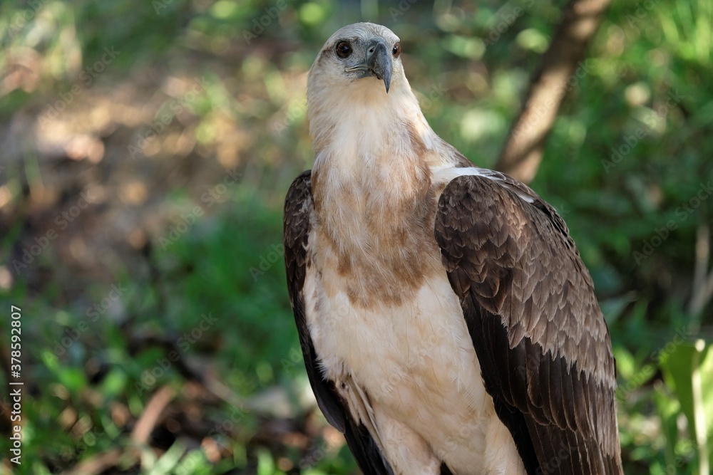 The white-bellied sea eagle (Haliaeetus leucogaster), also known as the white-breasted sea eagle, is a large diurnal bird of prey in the family Accipitridae The white-bellied sea eagle (Haliaeetus leucogaster), also known as the white-breasted sea eagle, is a large diurnal bird of prey in the family Accipitridae