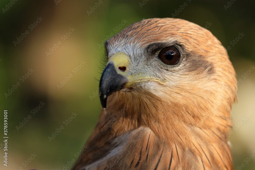 The brown goshawk (Accipiter fasciatus) is a medium-sized bird of prey in the family Accipitridae The brown goshawk (Accipiter fasciatus) is a medium-sized bird of prey in the family Accipitridae