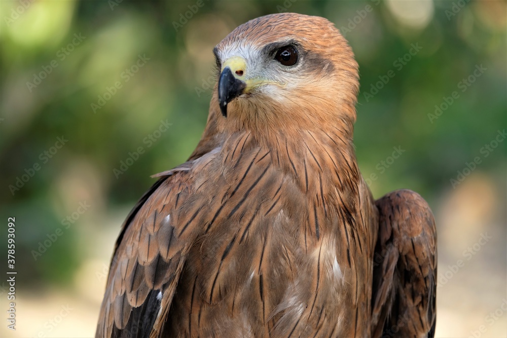 The brown goshawk (Accipiter fasciatus) is a medium-sized bird of prey in the family Accipitridae The brown goshawk (Accipiter fasciatus) is a medium-sized bird of prey in the family Accipitridae