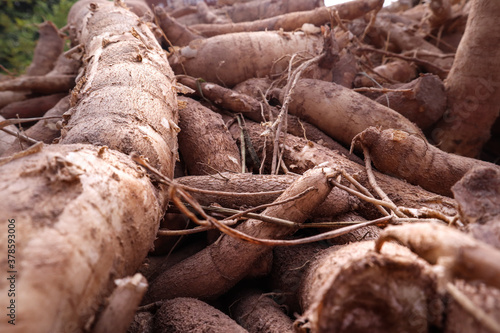 Cassava plants and cassava plants are prepared to be sold.