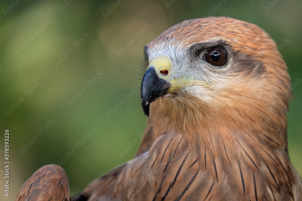 Fototapeta premium The brown goshawk (Accipiter fasciatus) is a medium-sized bird of prey in the family Accipitridae