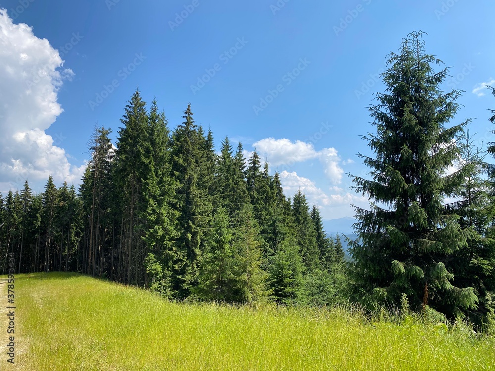 Fototapeta premium landscape with trees and sky