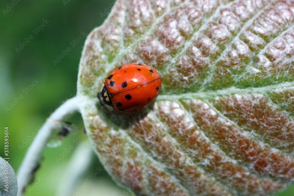 Obraz premium Ladybug on a colorful leaf