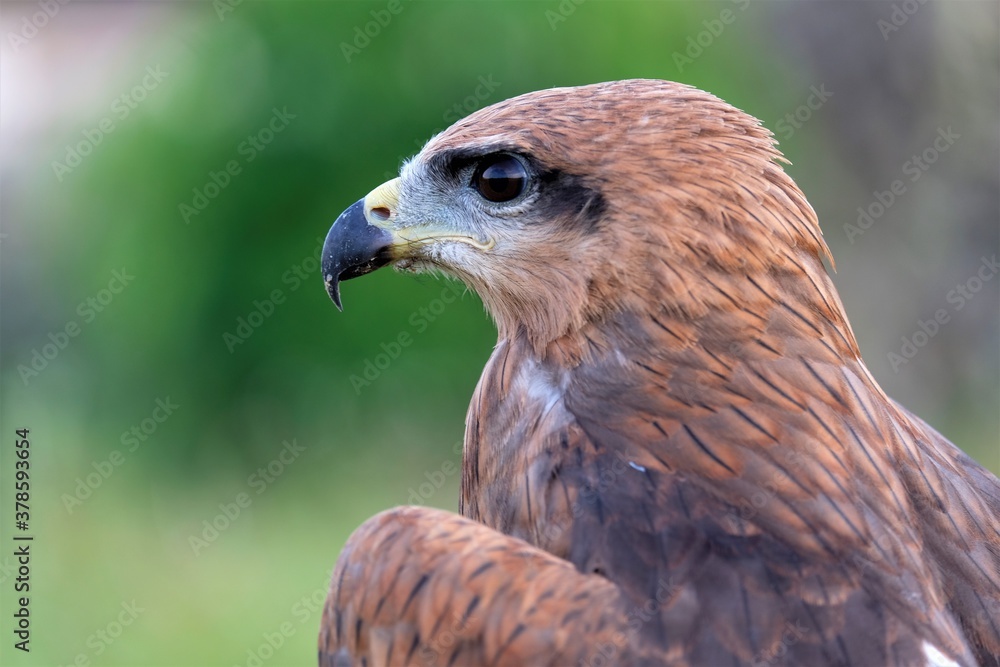 The brown goshawk (Accipiter fasciatus) is a medium-sized bird of prey in the family Accipitridae The brown goshawk (Accipiter fasciatus) is a medium-sized bird of prey in the family Accipitridae