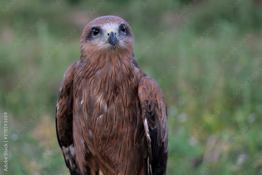 The brown goshawk (Accipiter fasciatus) is a medium-sized bird of prey in the family Accipitridae The brown goshawk (Accipiter fasciatus) is a medium-sized bird of prey in the family Accipitridae