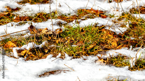 Dry grass and leaves under the snow during the thaw © Volodymyr