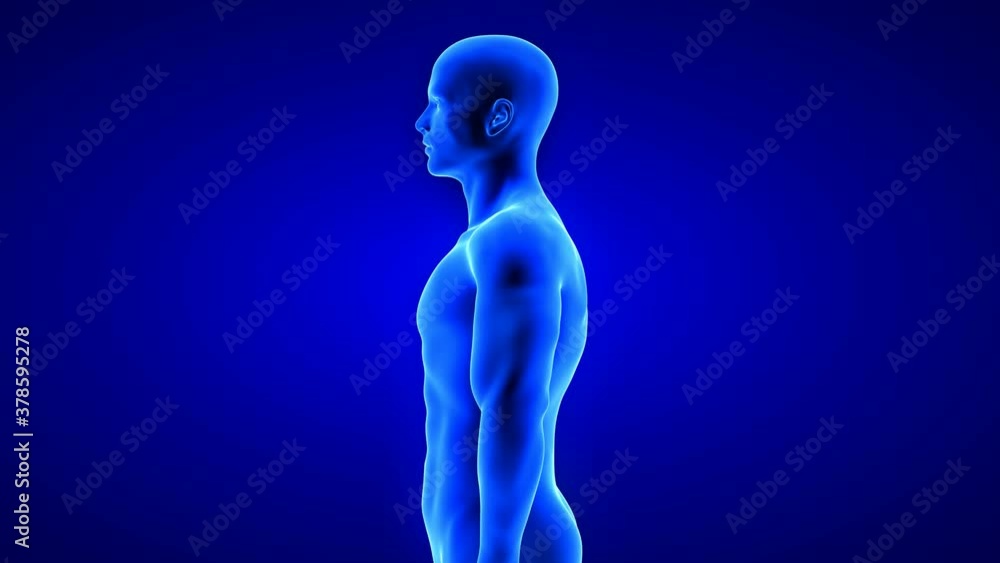 male fitness body transformation, side view - muscle mass building animation on blue background male fitness body transformation, side view - muscle mass building animation on blue background