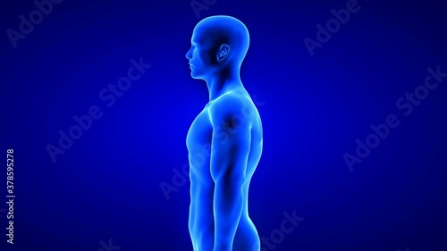 male fitness body transformation, side view - muscle mass building animation on blue background