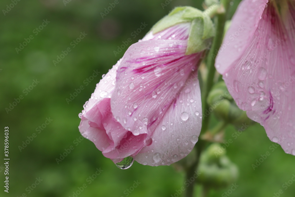 pink rose with dew drops pink rose with dew drops