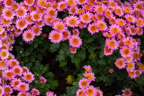 Pink chrysanthemums with a yellow center close-up. Colorful pink background of chrysanthemum flowers. Autumn floral texture top view. Chrysanthemums in the garden in soft focus. © Anna Pismenskova