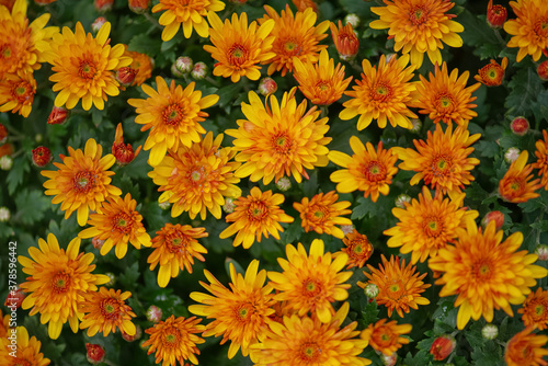 Vibrant orange Chrysanthemum flowers floral background