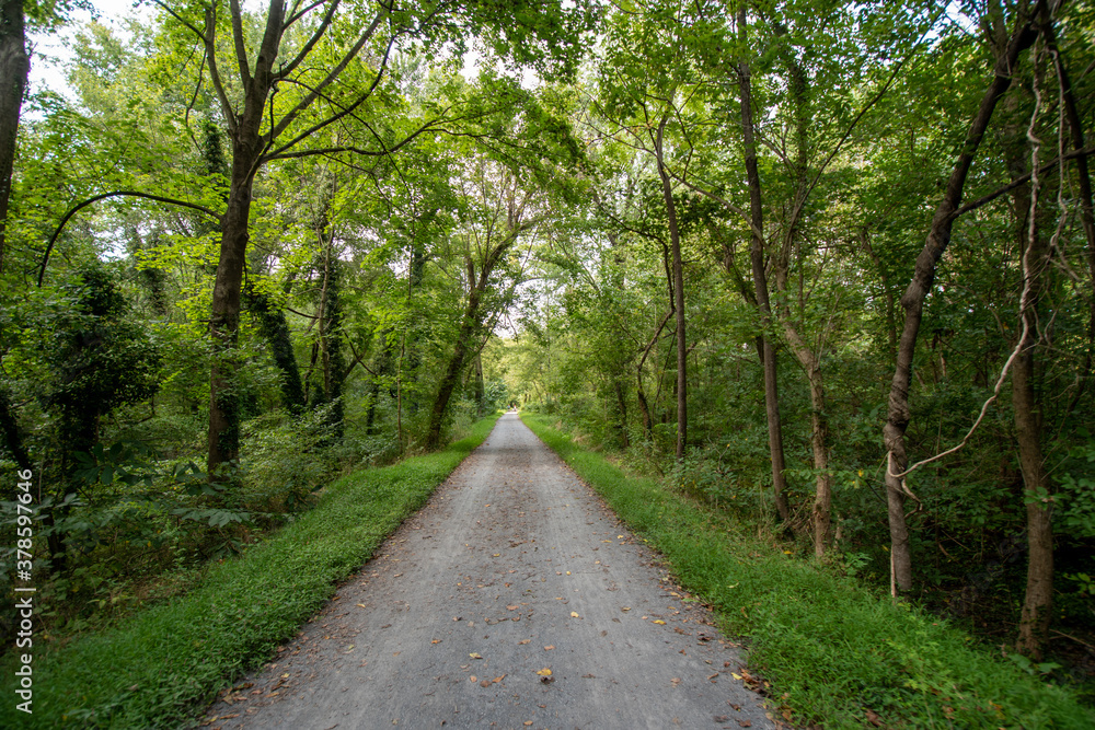Fototapeta premium path in the woods along towpath canal