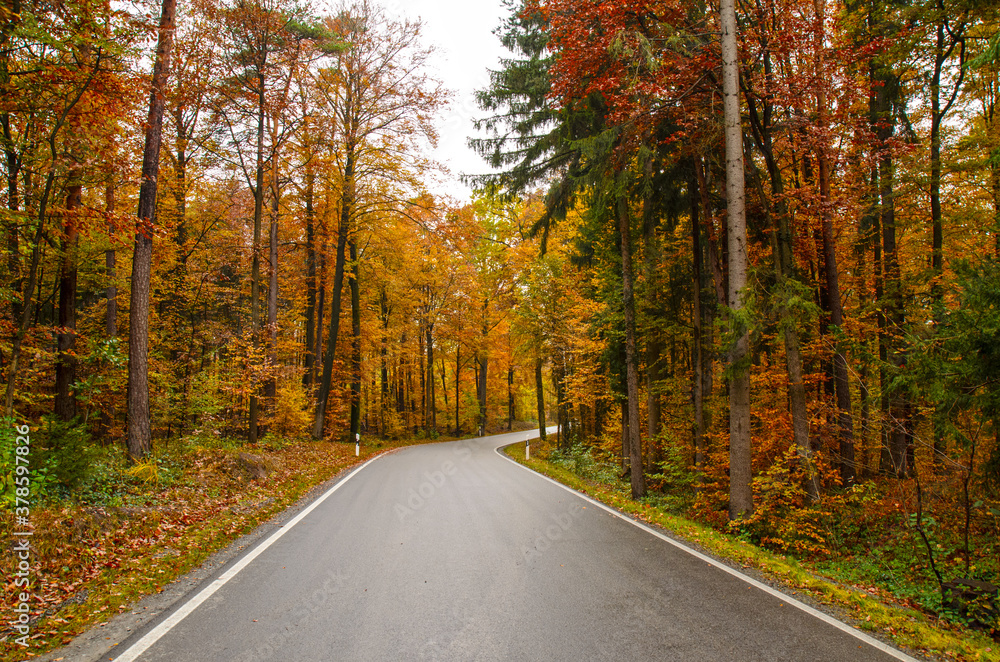 Herbstwald mit einer Straße die in eine Kurve übergeht. Kurvige Straße!