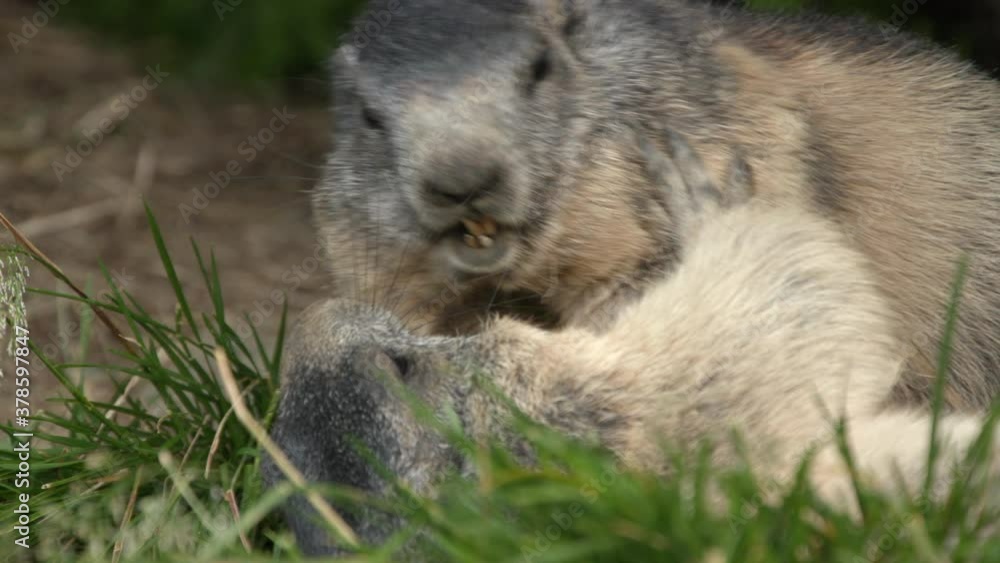 Alpine marmots gently arguing together, Europe Alpine marmots gently arguing together, Europe