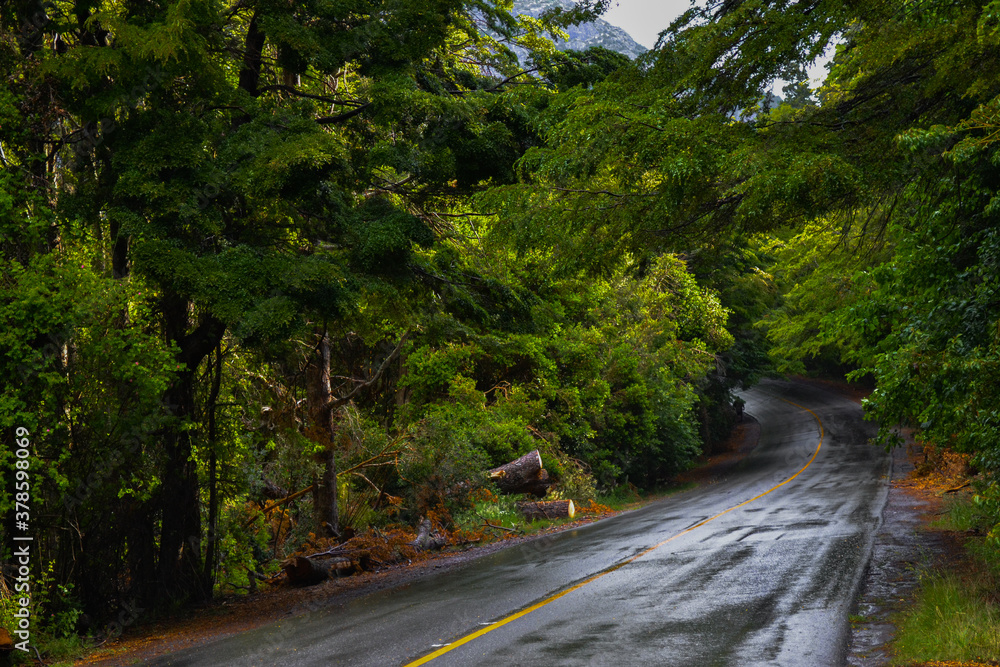 Obraz premium Ruta mojada en medio del bosque