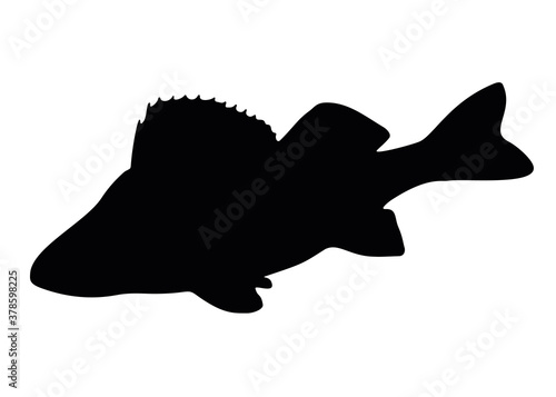 Fish perch swims. Vector image.