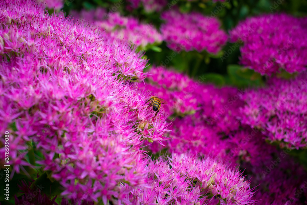 Obraz premium Field of Purple Flowers