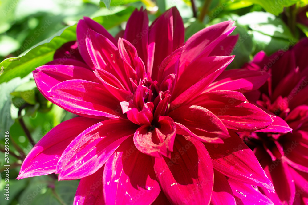 Purple Flower Purple Flower