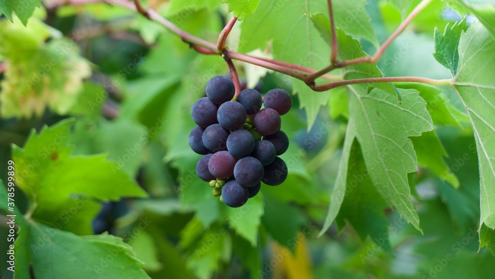 Small bunch of black grapes hanging on vine surrounded by foliage Small bunch of black grapes hanging on vine surrounded by foliage