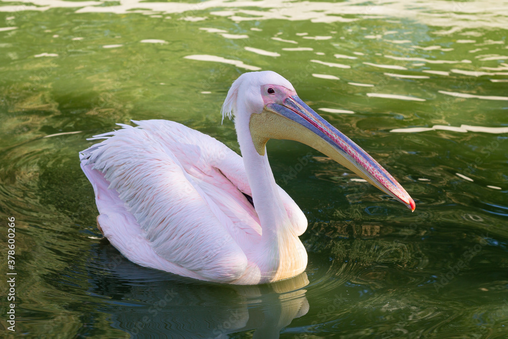 Beautiful pink pelican swimming in pond Beautiful pink pelican swimming in pond