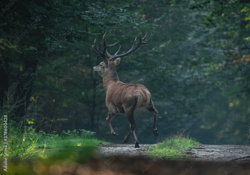 Jeleń Deer