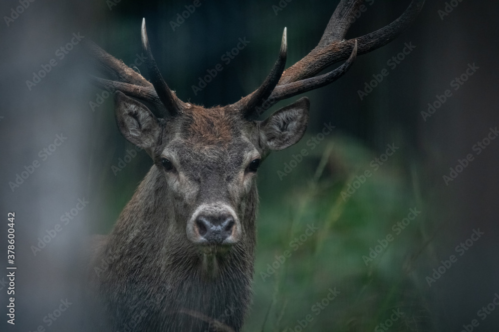 Jeleń Deer