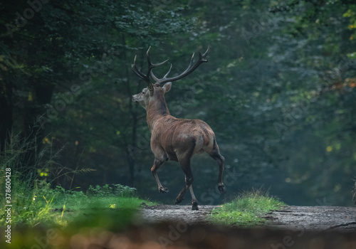 Obraz na płótnie Jeleń Deer w salonie