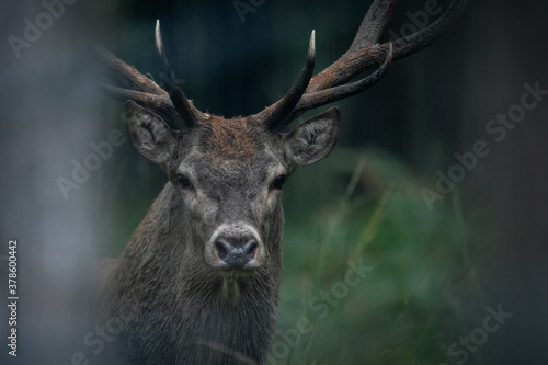 Obraz na płótnie Jeleń Deer w salonie