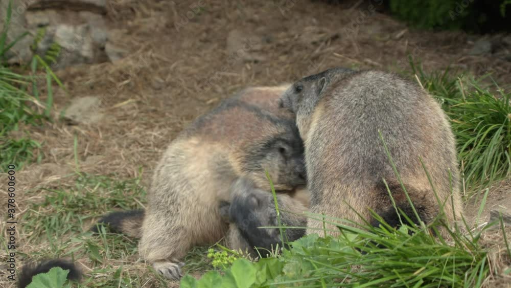 Alpine marmots arguing together, Europe Alpine marmots arguing together, Europe