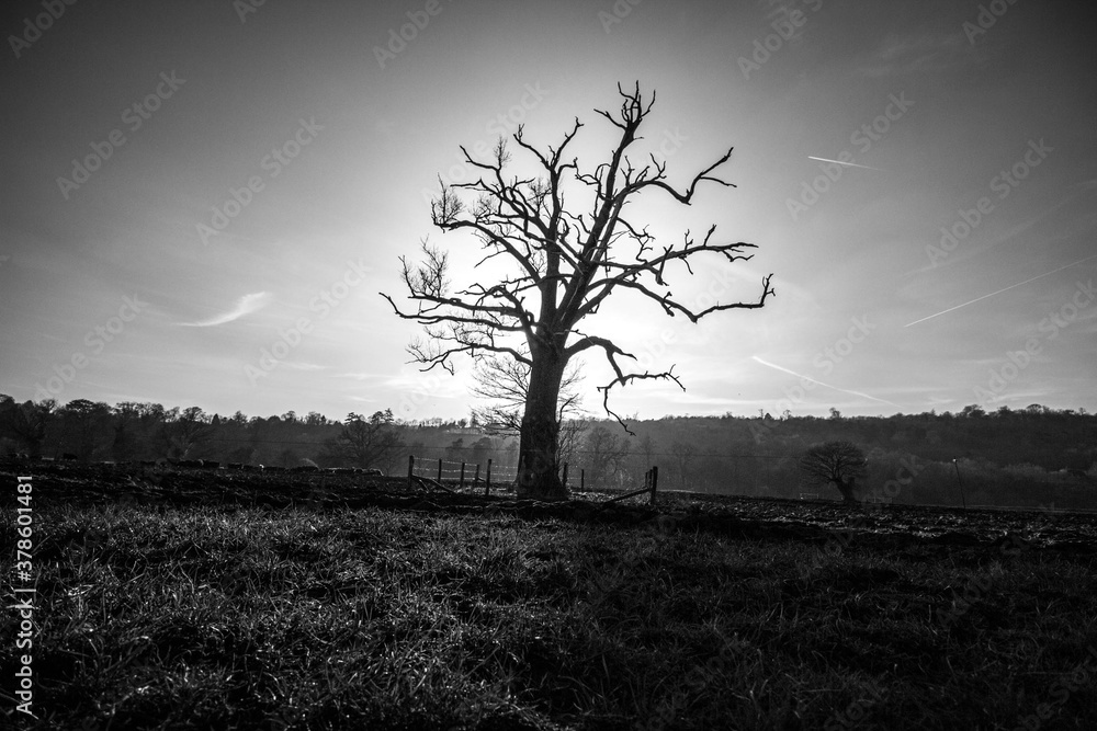 Obraz premium Dead Tree in Box Hill