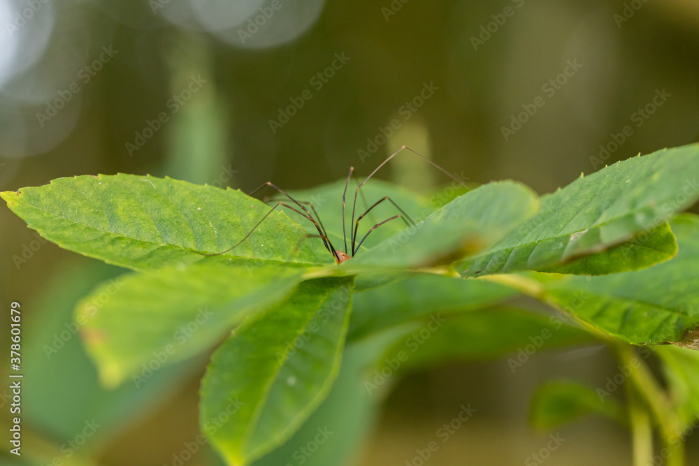 hay spider hiding on green leaf