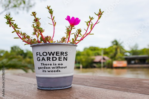 Portulace grandiflora or Rosemoss flower in flower pot on wood plate. photo