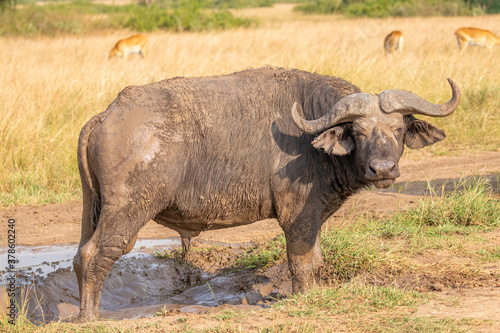 Old male African Buffalo   Syncerus caffer   Queen Elizabeth National Park  Uganda.