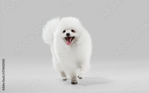 Beautiful companion. Spitz little dog is posing. Cute playful white doggy or pet playing on grey studio background. Concept of motion, action, movement, pets love. Looks happy, delighted, funny. © master1305